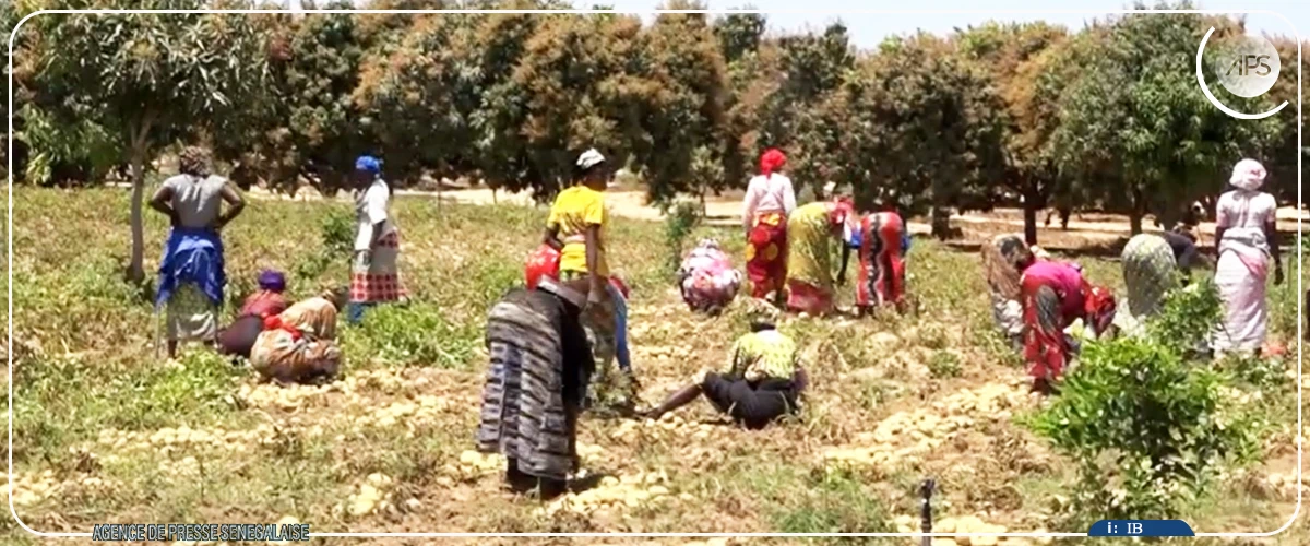 Notto Gouye Diama : l’expansion d’une maladie des cultures de pomme de terre et de tomate inquiète les horticulteurs