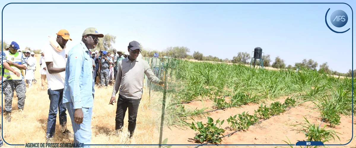 Mabouba Diagne veut faire du CRZ de Dahra un pôle d'excellence en production vaccinale