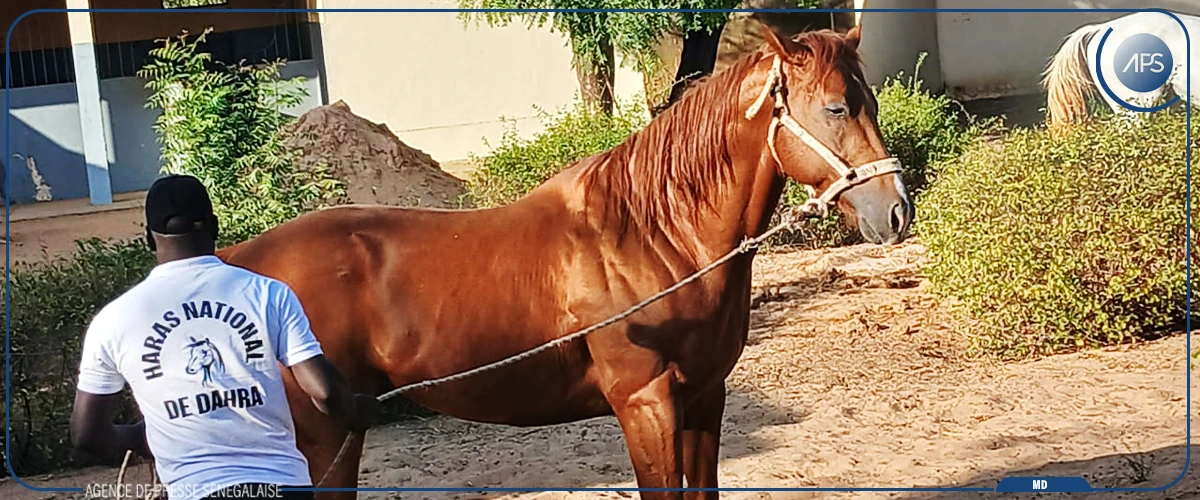 Mabouba Diagne veut faire du CRZ de Dahra un pôle d'excellence en production vaccinale