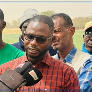 Le Sénégal est engagé à assurer son autosuffisance en blé (chercheur)