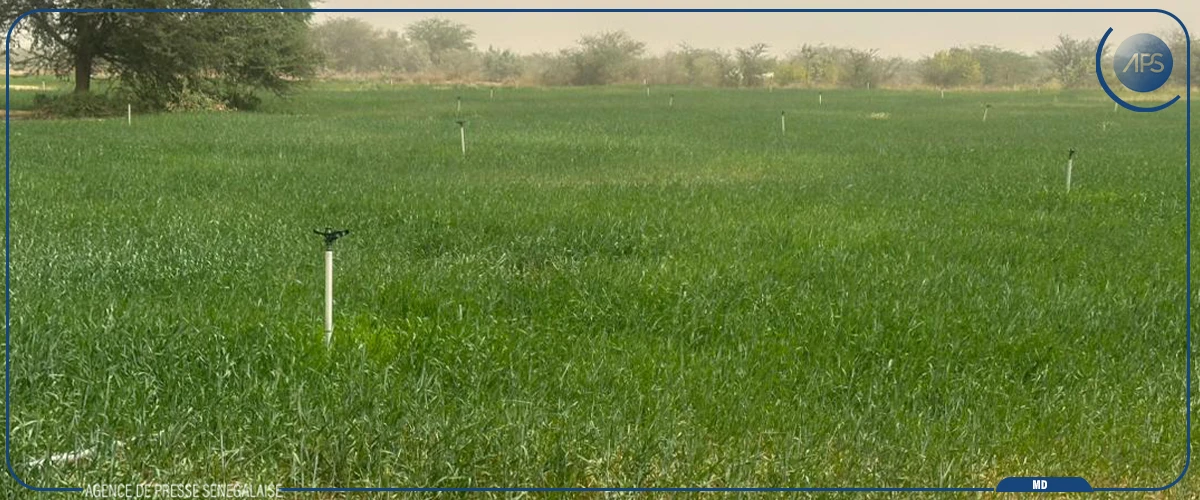 Le Sénégal est engagé à assurer son autosuffisance en blé (chercheur)