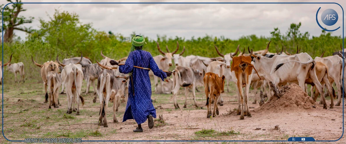 Bambey : des éleveurs s'opposent à une hausse de taxe et réclament de meilleures conditions de travail