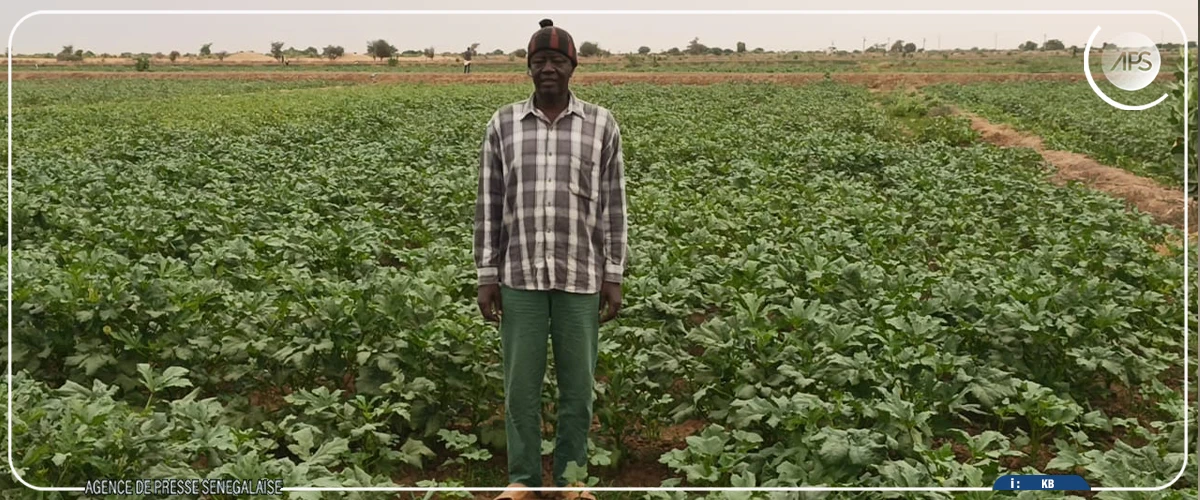 Poêle : la filière gombo en ''plein essor'', selon un producteur