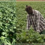 La filière gombo est en ''plein essor'' dans le département de Podor, selon un producteur