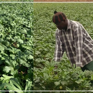 La filière gombo est en ''plein essor'' dans le département de Podor, selon un producteur