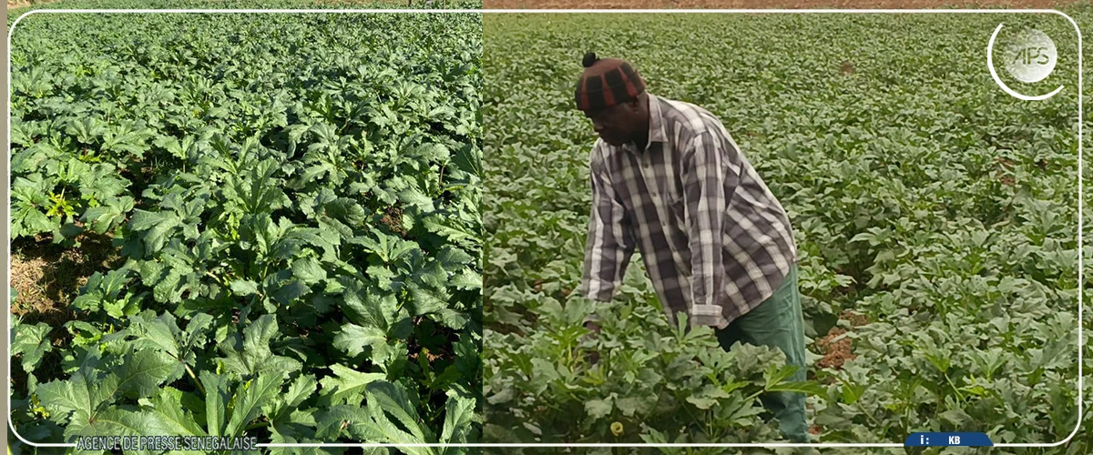 La filière gombo est en ''plein essor'' dans le département de Podor, selon un producteur