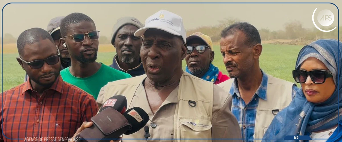 Le Sénégal est engagé à assurer son autosuffisance en blé (chercheur)