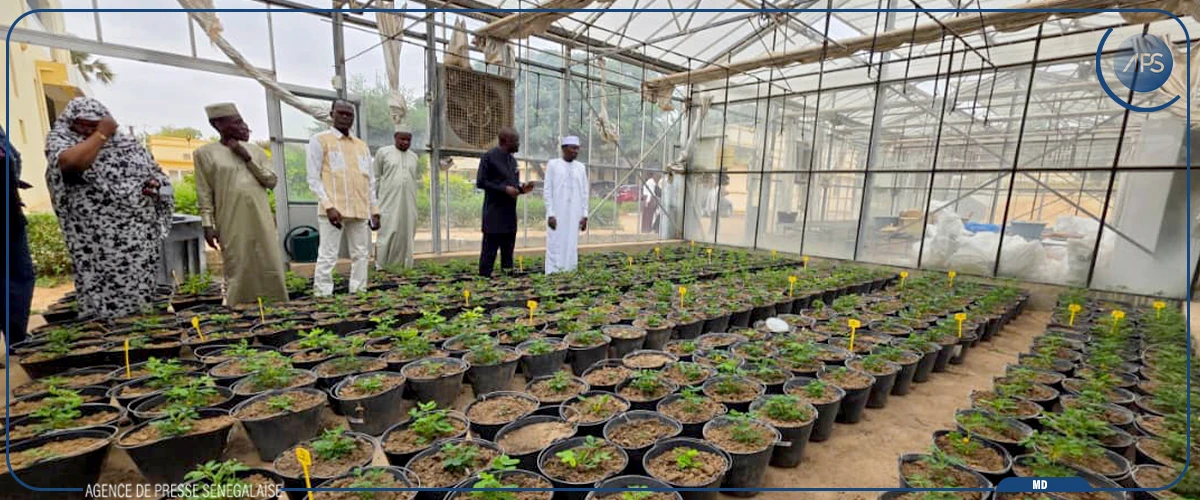 Recherche agronomique : un institut tchadien veut s'inspirer de l'expérience de l'ISRA