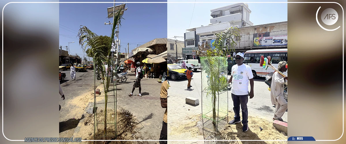 Saint-Louis : lancement officiel d’un projet de végétalisation des grandes artères de la ville