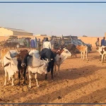 Thilé Boubacar : reprise annoncée des activités au marché à bétail