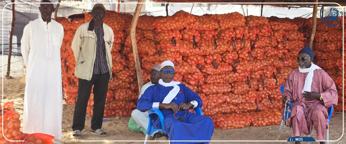 Pomme de terre : des associations de maraîchers veulent une suspension immédiate de la commercialisation par les agrobusiness