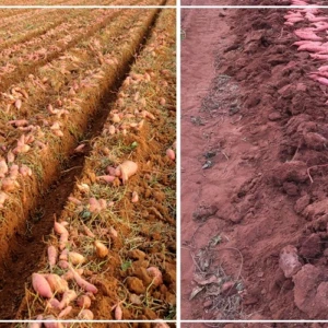 Filière patate : la salinisation des terres entraîne une baisse des rendements à Nder (producteur)