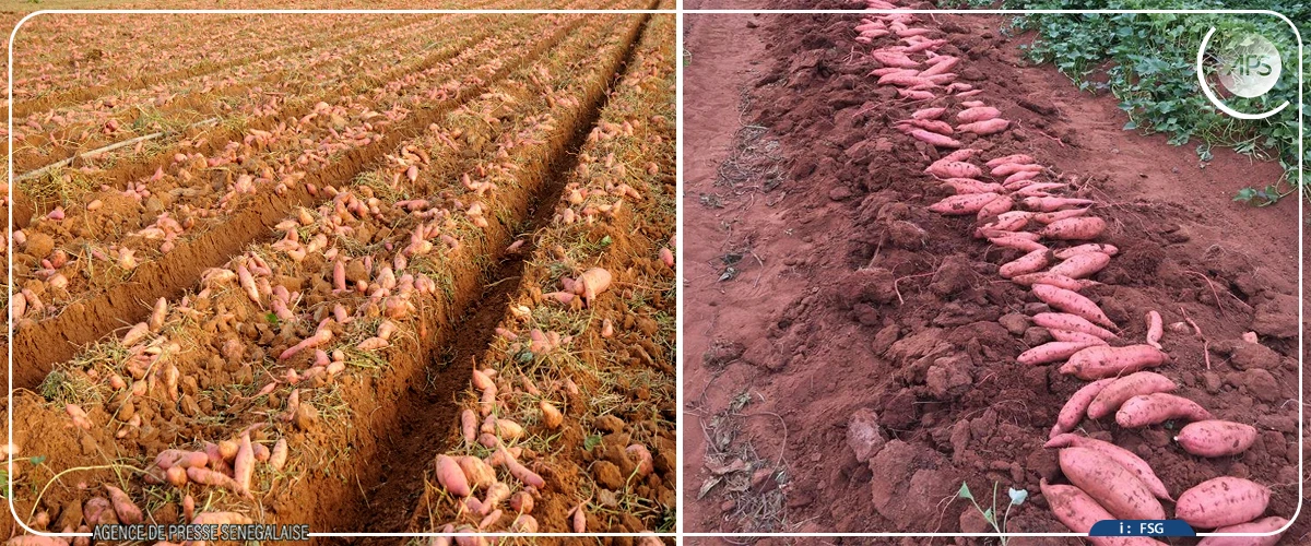 Filière patate : la salinisation des terres entraîne une baisse des rendements à Nder (producteur)