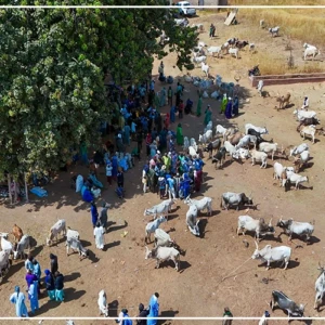 Vers une stratégie sous-régionale concertée contre le vol de bétail