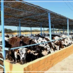 Les coopératives agricoles et l'élevage, des ''priorités absolues'' (ministre)