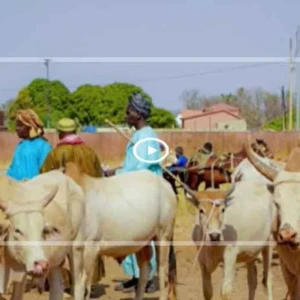 Vol de bétail : la FAO lance une offensive sous-régionale en Afrique de l’Ouest