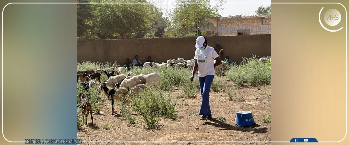 Bakel : distribution de 120 petits ruminants à des groupements de femmes  ‎