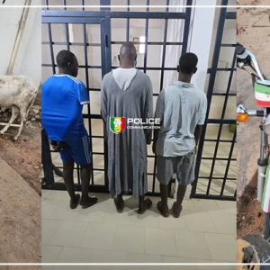 Vol de bétail : démantèlement d’un réseau opérant entre Nioro du Rip et Kaolack