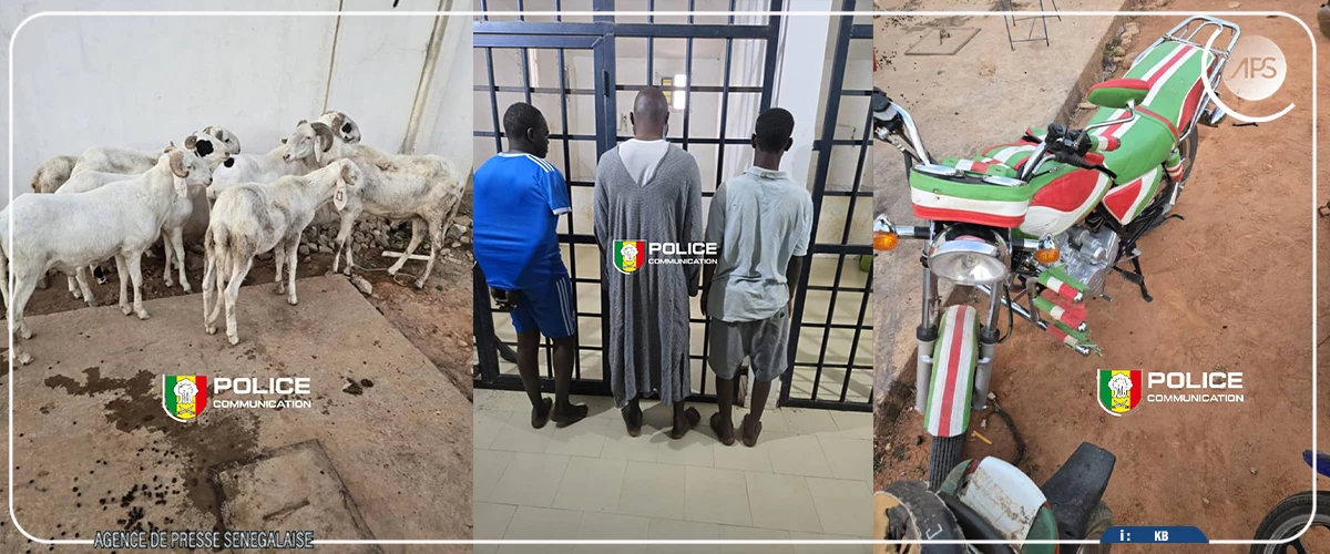Vol de bétail : démantèlement d’un réseau opérant entre Nioro du Rip et Kaolack