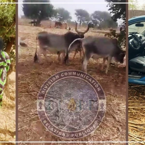 Lutte contre le vol de bétail : un berger arrêté à Nioro, six bœufs récupérés