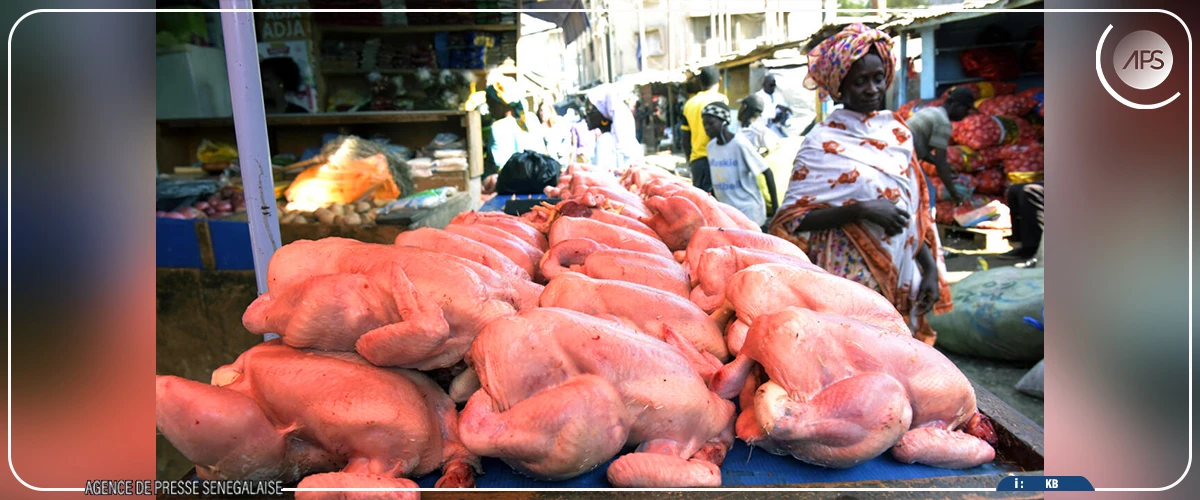 Korité et Pâques : le poulet local disponible en quantité suffisante sur le marché local (producteur)