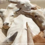 Kidira : la mairie offre des bœufs aux huit quartiers de la ville