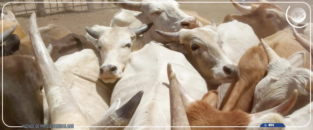 Kidira : la mairie offre des bœufs aux huit quartiers de la ville