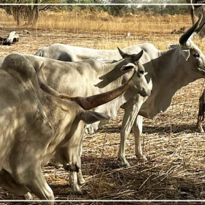 Kaffrine : trois individus condamnés à trois ans de prison ferme pour vol de bétail