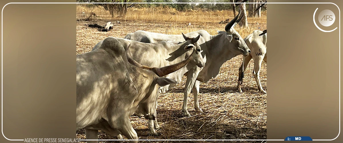 Kaffrine : trois individus condamnés à trois ans de prison ferme pour vol de bétail