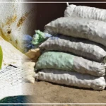 Diourbel : quinze sacs de mangues vertes saisis au marché Ndoumbé Diop