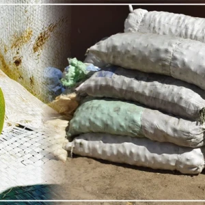 Diourbel : quinze sacs de mangues vertes saisis au marché Ndoumbé Diop