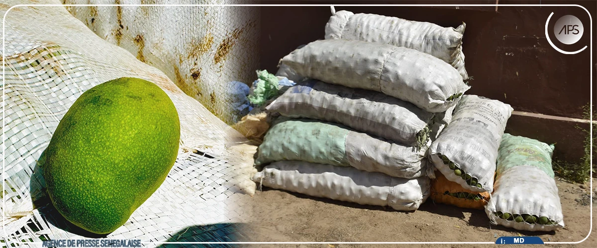 Diourbel : quinze sacs de mangues vertes saisis au marché Ndoumbé Diop
