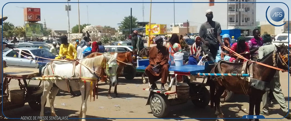 Kaolack : largement suivie, la grève des transporteurs routiers fait l’affaire des charretiers et conducteurs de motos-taxis