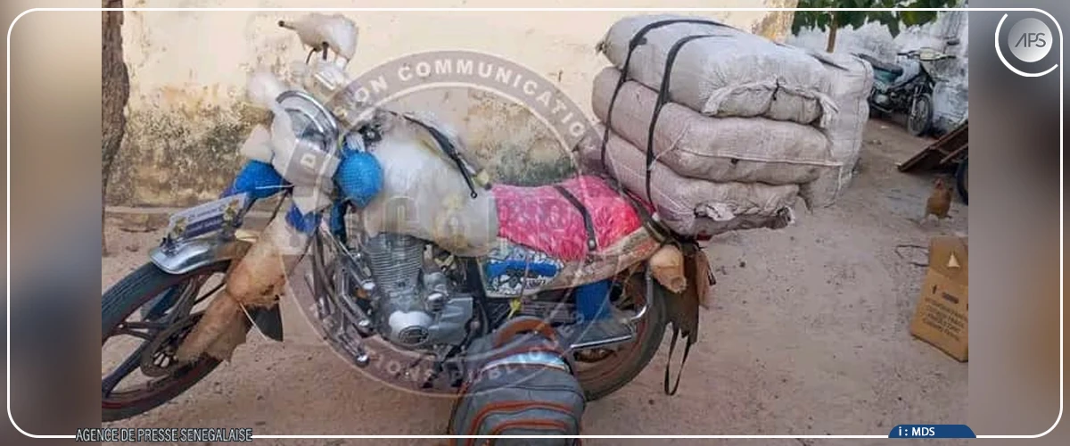 Saisie de 179 kg de chanvre indien à Sédhiou, un suspect interpellé