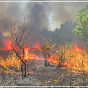 Des flammes consument la réserve naturelle de Dindéfélo, les chimpanzés, les oiseaux et la flore en danger