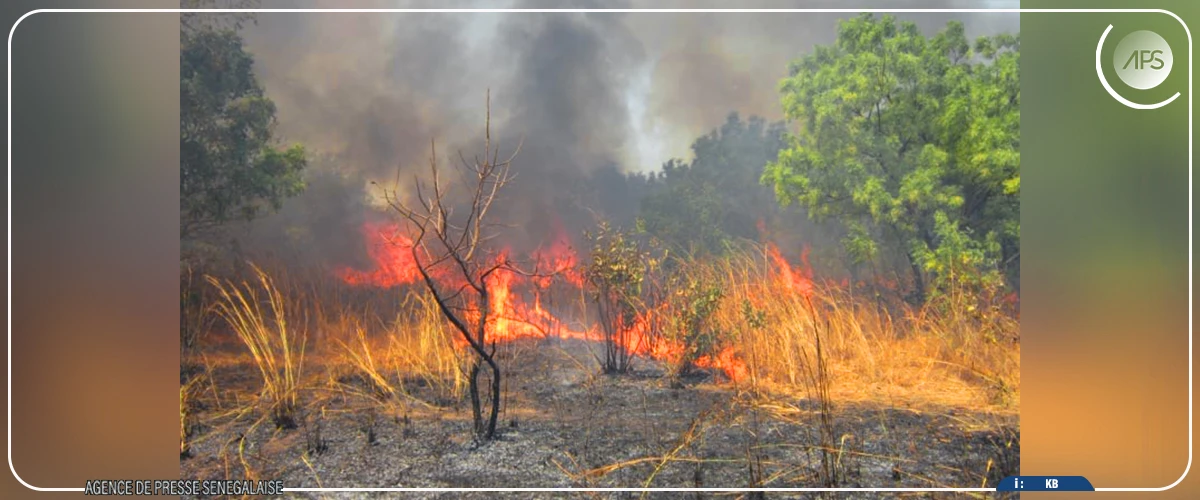 Des flammes consument la réserve naturelle de Dindéfélo, les chimpanzés, les oiseaux et la flore en danger