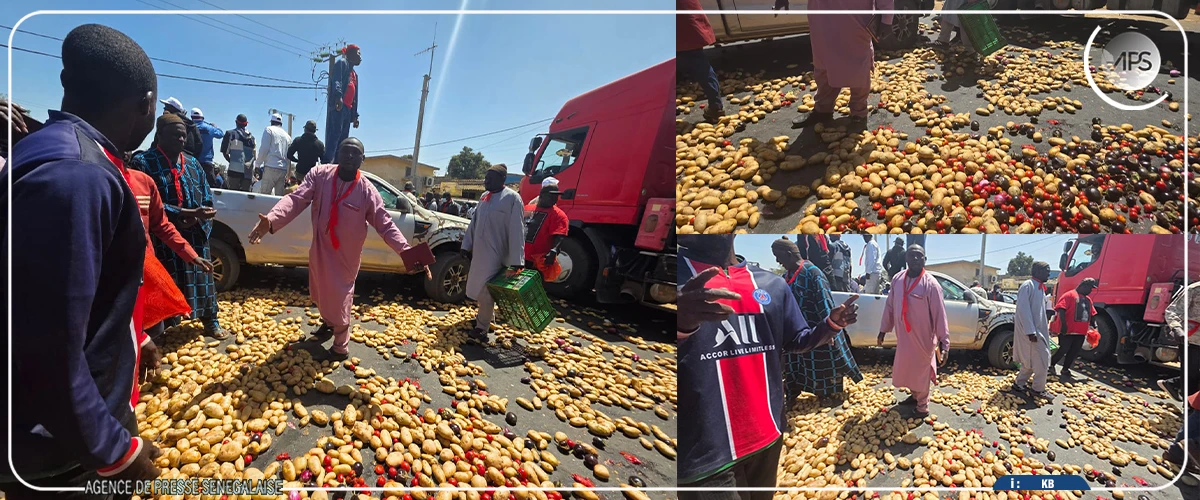 Keur Moussa : des maraîchers déversent de la pomme de terre sur la chaussée pour protester contre les difficultés de commercialisation