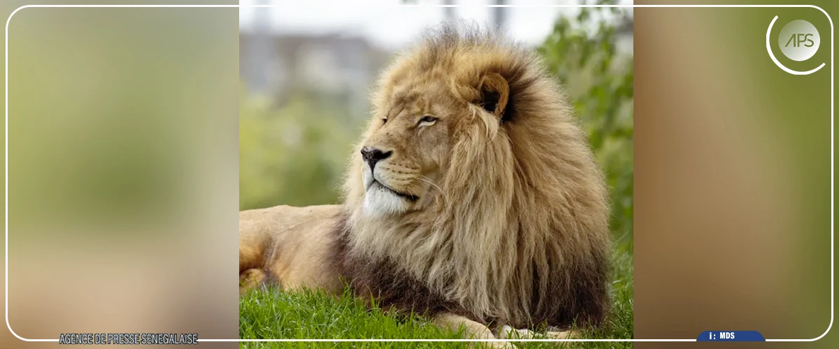 Parc national Niokolo-Koba : l’effectif des lions a plus que doublé de 2011 à 2026 (ONG Panthera)