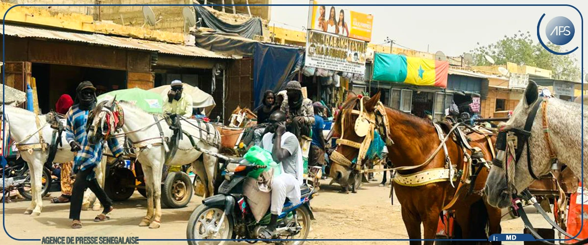 Le bissap, produit prisé des consommateurs de Richard-Toll pendant le Ramadan