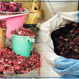 Le bissap, produit prisé des consommateurs de Richard-Toll pendant le Ramadan