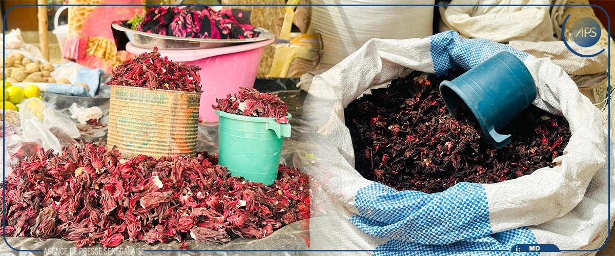 Le bissap, produit prisé des consommateurs de Richard-Toll pendant le Ramadan