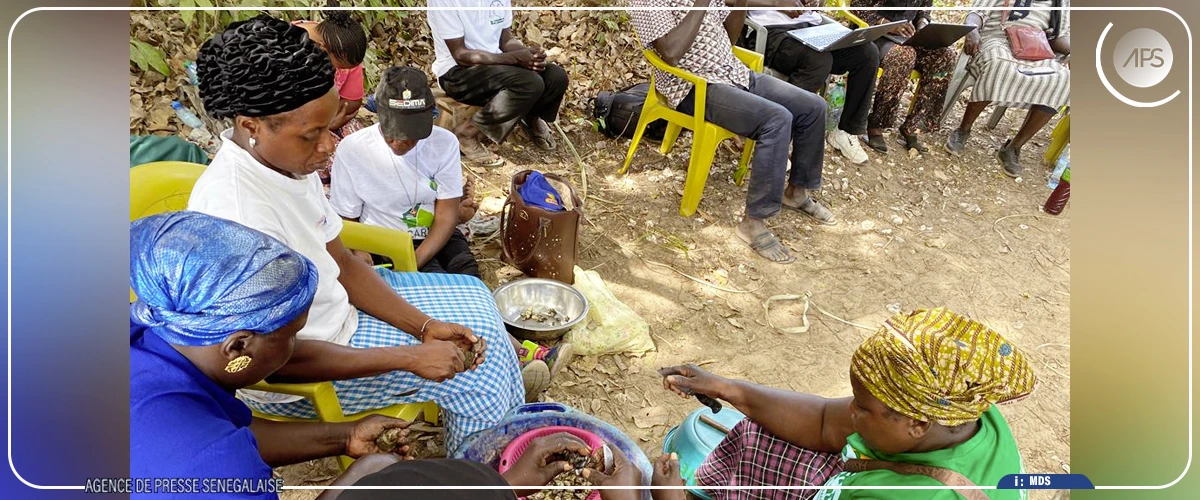 Basse Casamance: chercheurs et acteurs locaux inventorient un riche patrimoine agroécologique