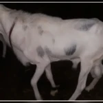 Tivaouane : une bande armée attaque une ferme et emporte cinq moutons de race