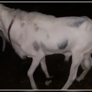 Tivaouane : une bande armée attaque une ferme et emporte cinq moutons de race