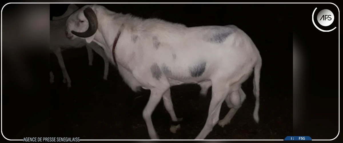 Tivaouane : une bande armée attaque une ferme et emporte cinq moutons de race