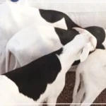 Kaffrine : une organisation d'éleveurs veut contribuer davantage à l'approvisionnement du pays en moutons