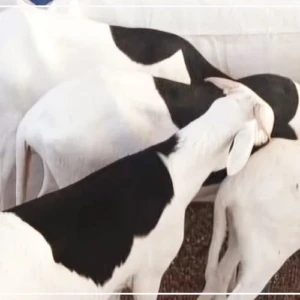 Kaffrine : une organisation d'éleveurs veut contribuer davantage à l'approvisionnement du pays en moutons