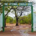 Parc national Niokolo-Koba : l’effectif des lions du a plus que doublé de 2011 à 2026 (ONG Panthera)