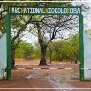 Parc national Niokolo-Koba : l’effectif des lions du a plus que doublé de 2011 à 2026 (ONG Panthera)