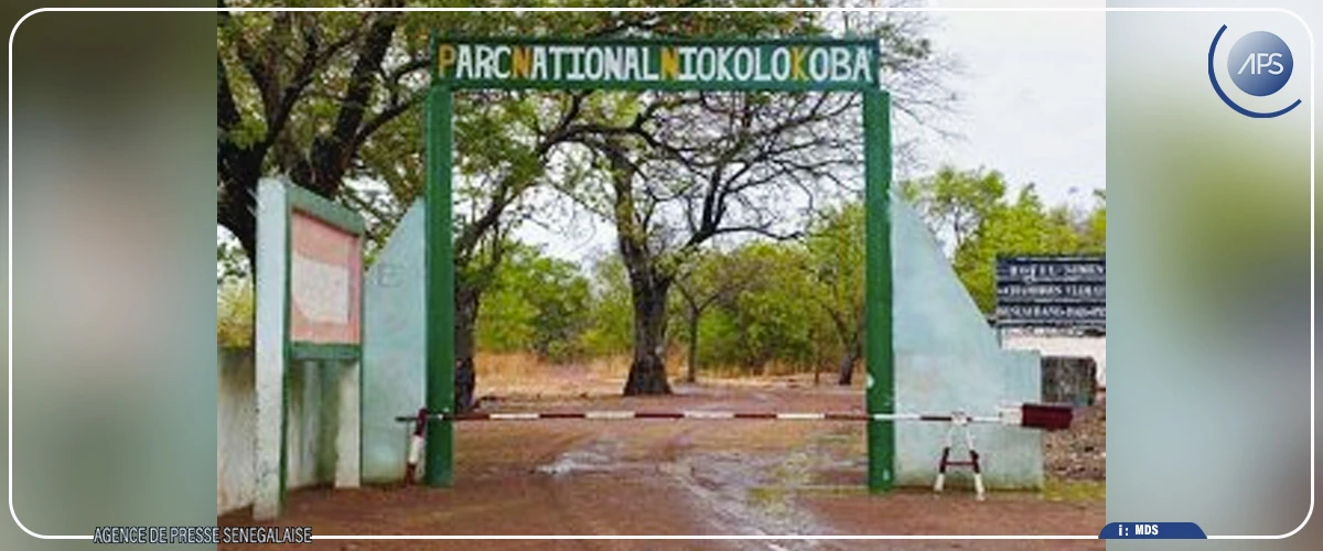 Parc national Niokolo-Koba : l’effectif des lions a plus que doublé de 2011 à 2026 (ONG Panthera)